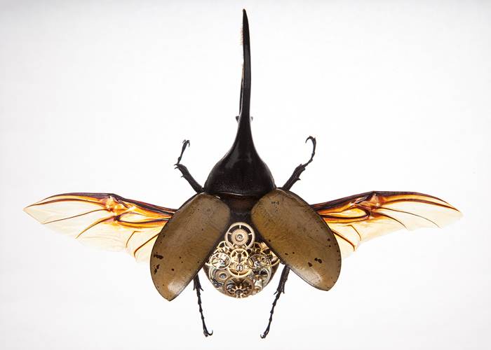 Dynastes Hercules de Gaby Wormann