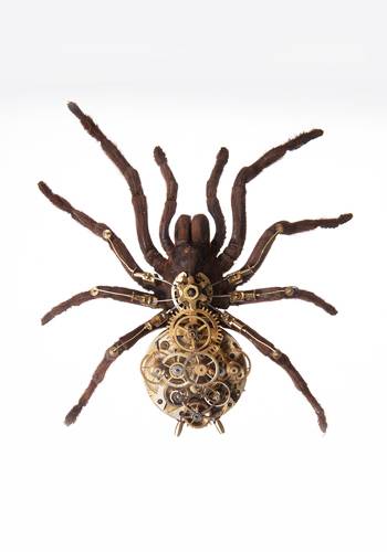Lycosa Tarentula de Gaby Wormann