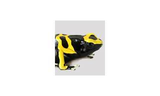 El Reloj HM3 Poison Dart Frog de MB&F