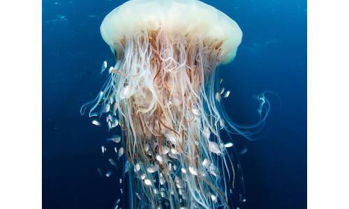 RELOJES DE BUCEOBLANCPAIN: El Hombre, El Reloj y El Mar