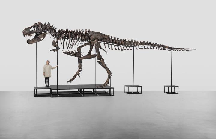 TRX-293 TRINITY Esqueleto completo de Tyrannosaurus rex Cretácico superior, 65–67 millones de años Tres sitios de excavación en las formaciones Hell Creek y Lance Creek en Montana y Wyoming 11,6 × 3,9 × 2,65 m
