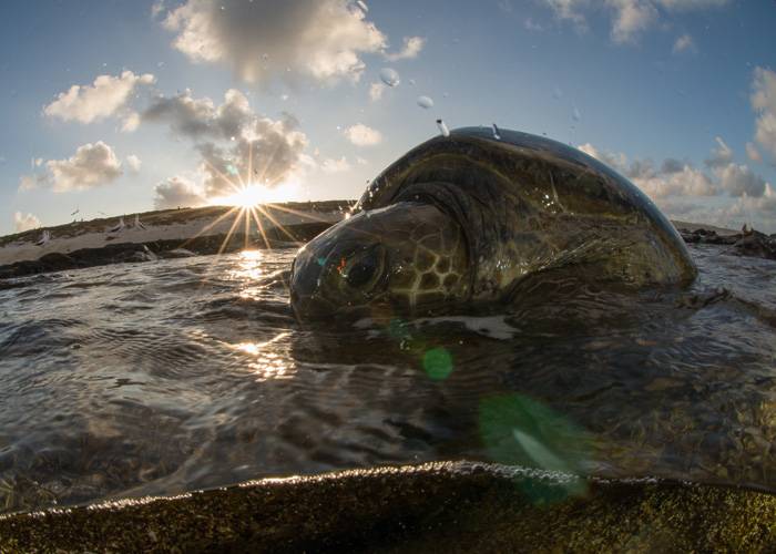 Expedición a Nueva Caledonia: Una tortuga verde vuelve al mar tras una noche poniendo huevos en la remota Isla Huon 