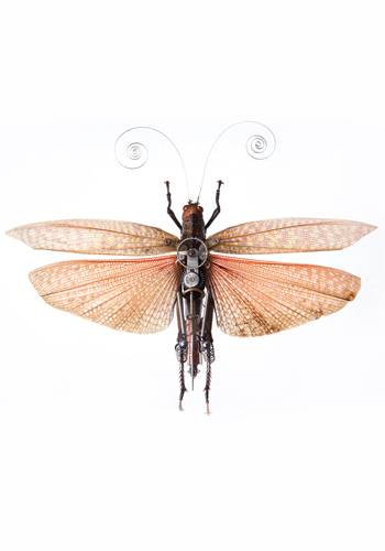 Tropidacrix Dux de Gaby Wormann